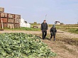 В Уватском районе продолжает развиваться инвестиционный проект по выращиванию овощей